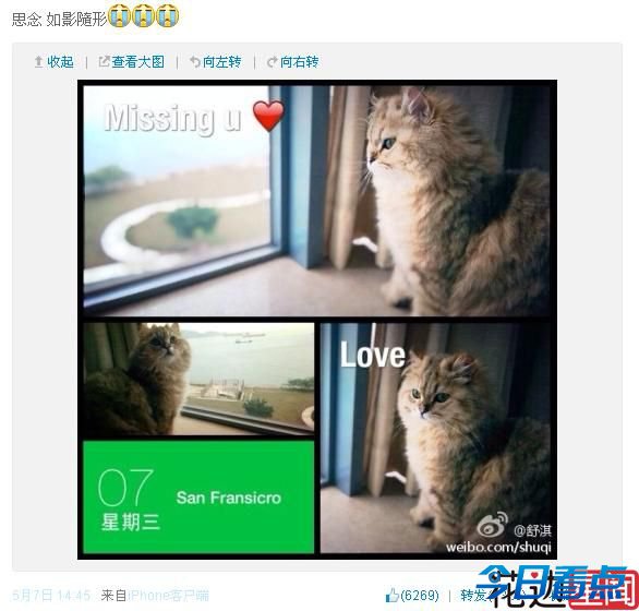 冯德伦承认送猫给舒淇 两人频频隔空秀恩爱